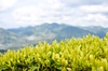 杉山貢大農園の煎茶「芽重仕立茶・碧」40ｇ