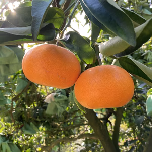 栗隆園の濃厚小ぶりせとか