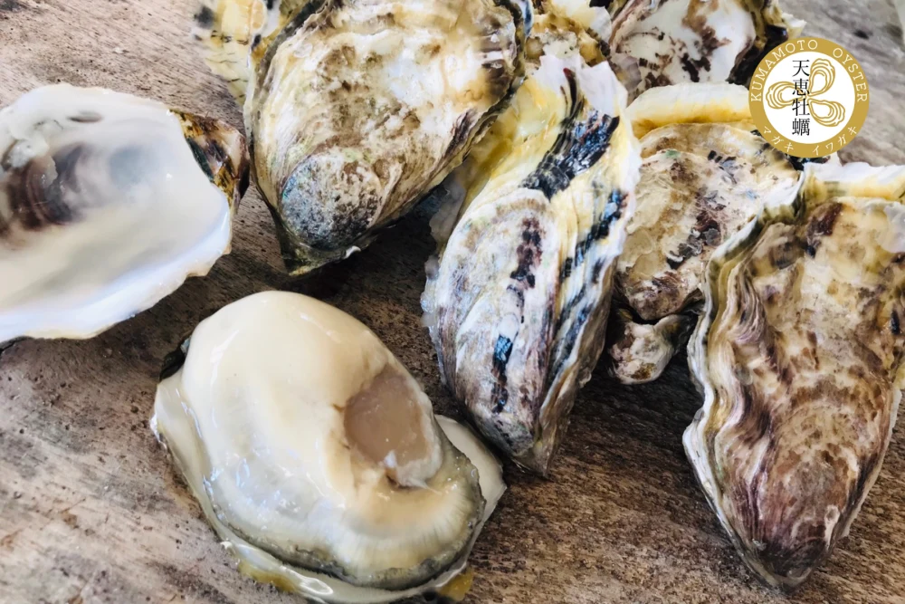 「クマモトオイスター」&「真牡蛎」セット【天恵牡蠣】