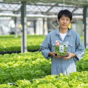 水耕栽培「信長レタス」20袋