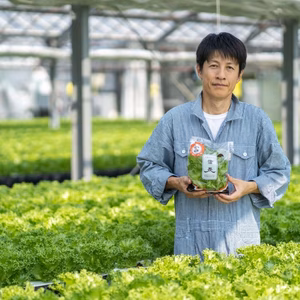 水耕栽培「信長レタス」