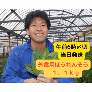 【規格外】外食用のほうれん草１.１ｋｇ