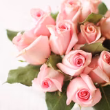 タンポポ畑の綿帽子