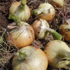 淡路島のあま〜い新玉ねぎ  【農薬不使用/化学肥料不使用】