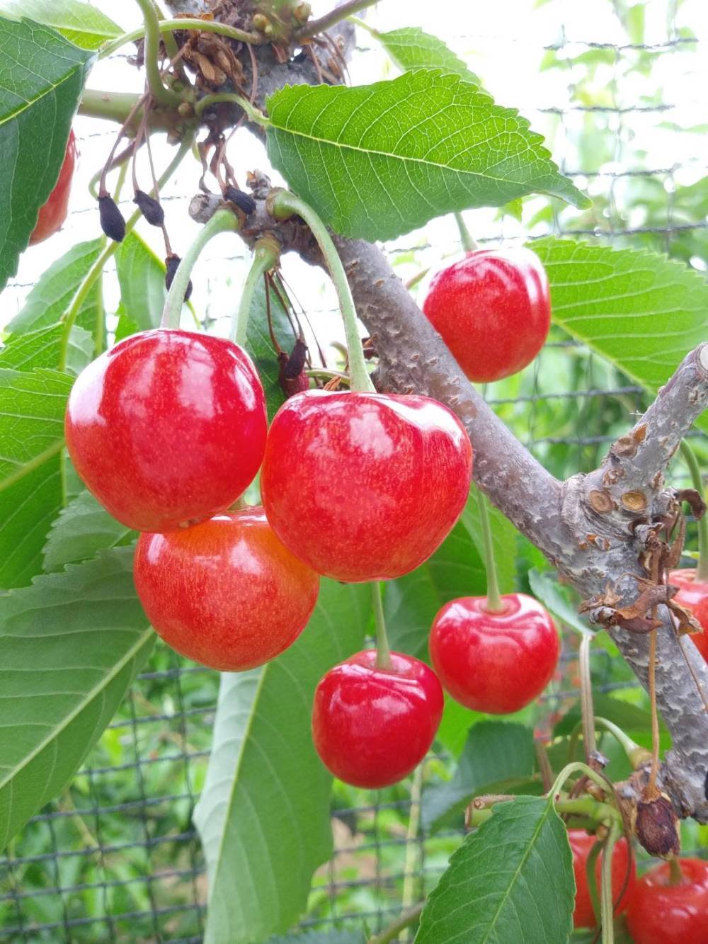 大特価！石製果樹彫刻 赤と緑 高さ約68センチ 大特価！石製果樹彫刻 赤