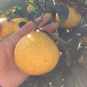鹿児島県産「日向夏」箱込み2kg