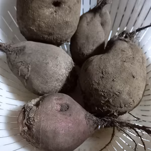 訳ありお得‼️200g以下の甘い八ヶ岳高原のビーツ（農薬・化学肥料不使用）