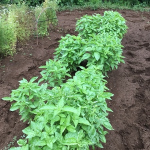 バジル　生バジル 葉茎付き ２００グラムを入れします。