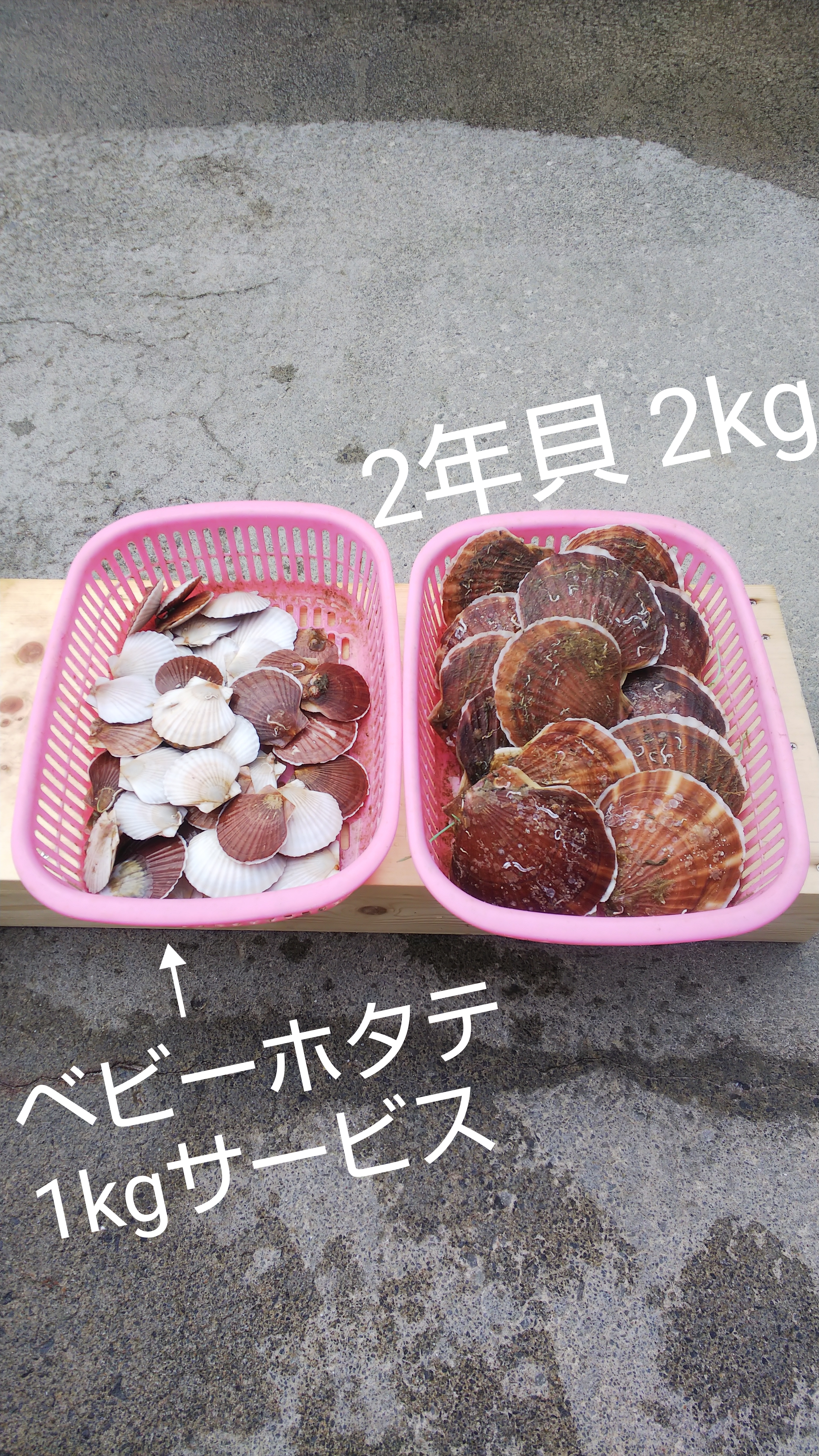 青森県むつ湾ホタテ2年貝（5～6枚位#x2F;1kg）+おまけ付｜魚介類の商品詳細｜ポケットマルシェ｜産直(産地直送)通販 -  旬の果物・野菜・魚介をお取り寄せ