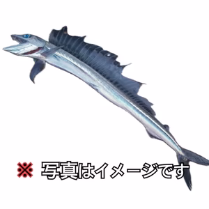 【珍魚】ミズウオ【奇食】オマケ付き
