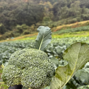 産地改め岡山県産野菜詰め合わせ【送料込み】