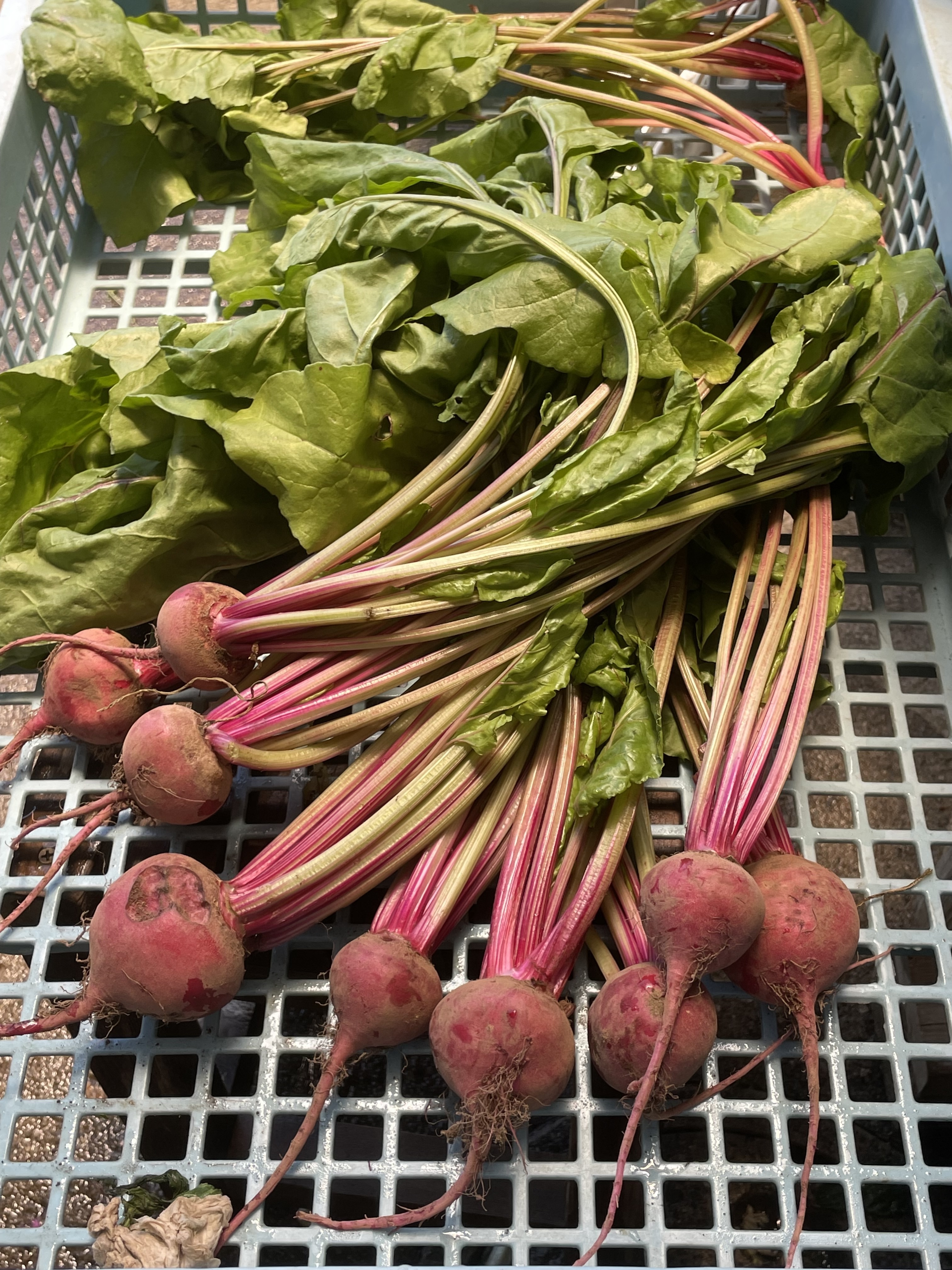 【農家直送】スーパーフード　ビーツ20キロ　（愛知県産・ビーツ）beet 農家直送】スーパーフード ビーツ20キロ （愛知県産・ビーツ）beet