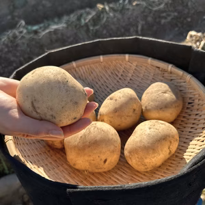 【旬をお得に】新じゃが、掘り立て。皮つきで調理OK! 希少品種デジマ