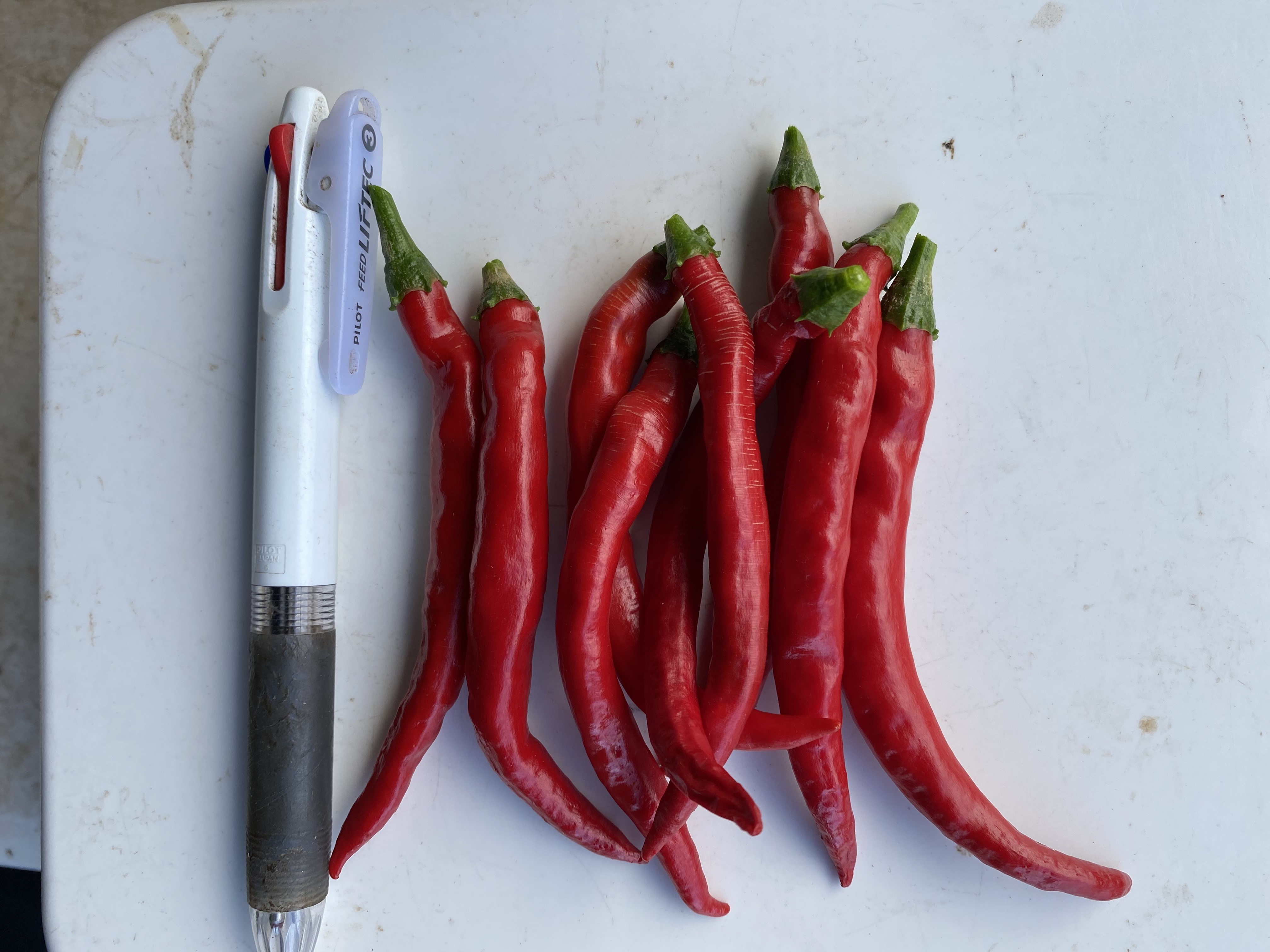 天日乾燥・赤唐辛子 ☆ホットパラソルEX 栽培期間中農薬不使用 ｜野菜