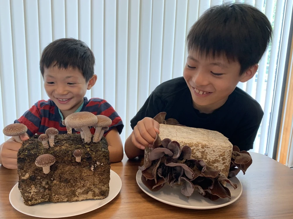おウチで栽培！しいたけ栽培菌床！