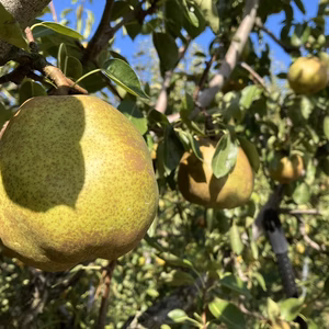 ラフランス3kg(８～１０個)