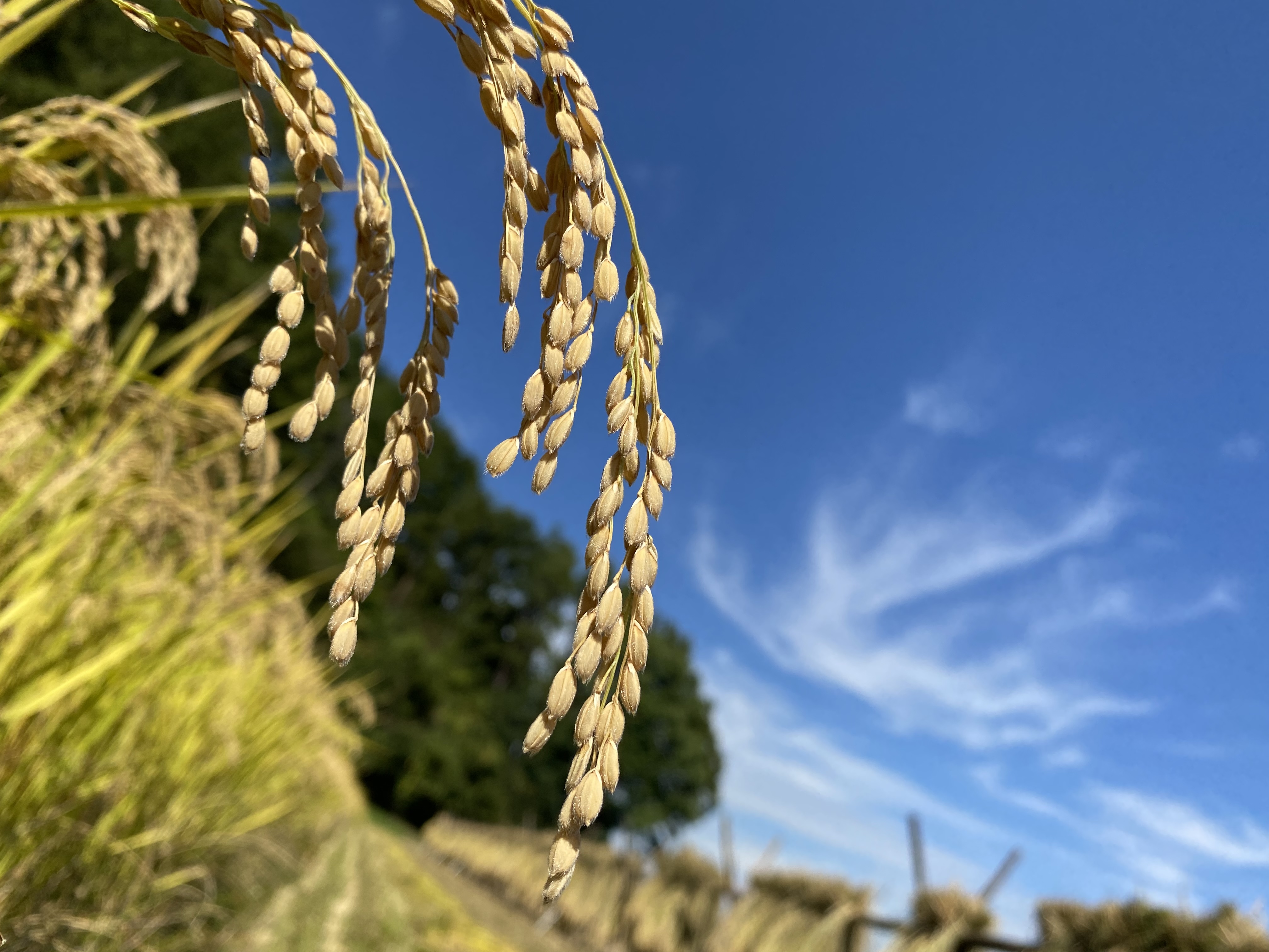 天日干し稲藁（長さ約80cm）78束　無肥料　農薬、除草剤不使用 天日干し稲藁（長さ約80cm）78束 無肥料 農薬、除草剤不使用 天日干し