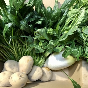 発送日の朝収穫、今が美味しい春の野菜セット［2倍］