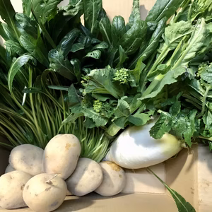 発送日の朝収穫、今が美味しい春の野菜セット［2倍］