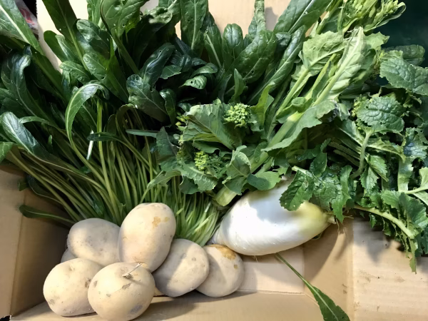 発送日の朝収穫、今が美味しい春の野菜セット［2倍］