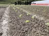 【濃厚な甘みと旨み】兵庫県産 丹波黒枝豆の苗（丹波黒大豆/丹波黒）6月中頃〜発送