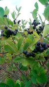 【ｽｰﾊﾟｰﾌｰﾄﾞ】アロニア冷凍果実（ｱﾝﾄｼｱﾆﾝ♪）　令和3年新潟県産