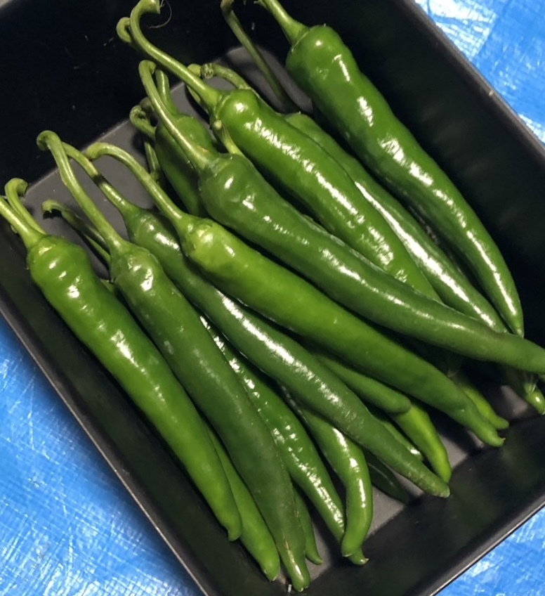 激辛青唐辛子　10kg　長野県産 信州 産地直送 激辛 青唐辛子 10kg 長野県産 信州 産地直送