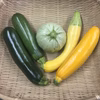 [なゆた農場][数量限定]ズッキーニセット※30日(火)着限定※