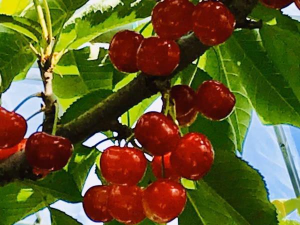 『紅秀峰』再販ですと対応できないので単品にて対応しております。