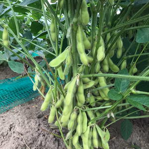 　夏の採れたて野菜詰め合わせ（クール用）第4回　～ザ・枝豆グランプリ～