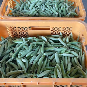 冷蔵発送　碓井豌豆　3kg ウスイエンドウ　うすいんどう