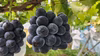 【クール便】 【新鮮朝採り発送】黒系 ぶどう ブラックビート 9月発送① 1房〜