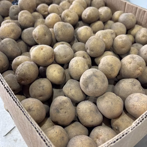 【小さいけど、ちゃんと甘い！】じゃがいもキタアカリ Ｓサイズ5㎏