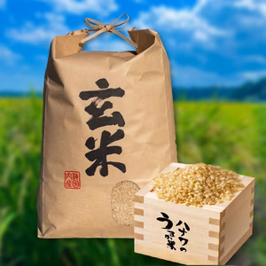 特別栽培米 コシヒカリ (玄米) R6年産