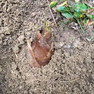 【米ぬか不要】たけのこ タケノコ 筍 1kg 全国送料600円