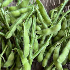 朝採り枝付き枝豆1kg〜 【大分県産　無肥料栽培・農薬除草剤等不使用】