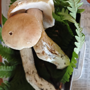 ■ニセコ産■天然■生ポルチーニ茸