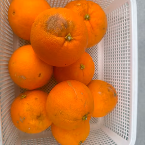 訳あり　和歌山県産　ネーブルオレンジ