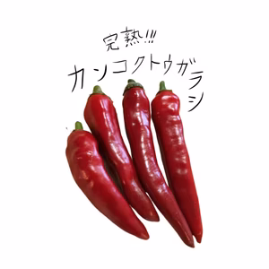 完熟！旨辛！韓国唐辛子！