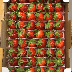 【冬イチゴ 大きめ2L以上】酸味甘みのジューシーな味わい