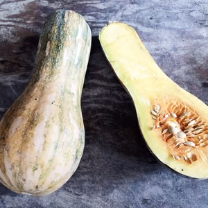 【えひめ・しまなみの島かぼちゃ】鶴首かぼちゃ カタチさまざまなかぼちゃたち