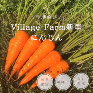 霜にあたった甘いニンジン