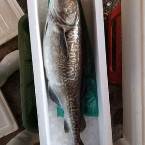 本日限定1 イチマン❗活かして保存中❗真タラ(オス)