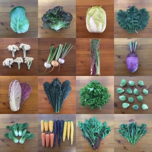 いつもとちょっと違う野菜セット（12点・100サイズ）　＜農薬・化学肥料不使用＞