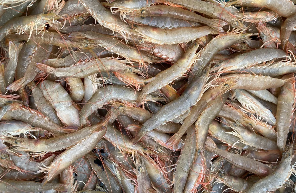 送料一律1000円 紀州雑賀崎 天然シラサエビ大中1kg