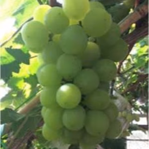 岡山県産　アレキサンドリア 家庭用 種あり 約１キロ2房から3総　AH1