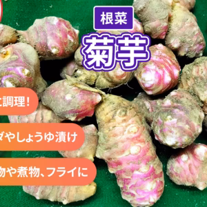 きくいも　菊芋　パチャママ農園　1.5ｋｇ〜