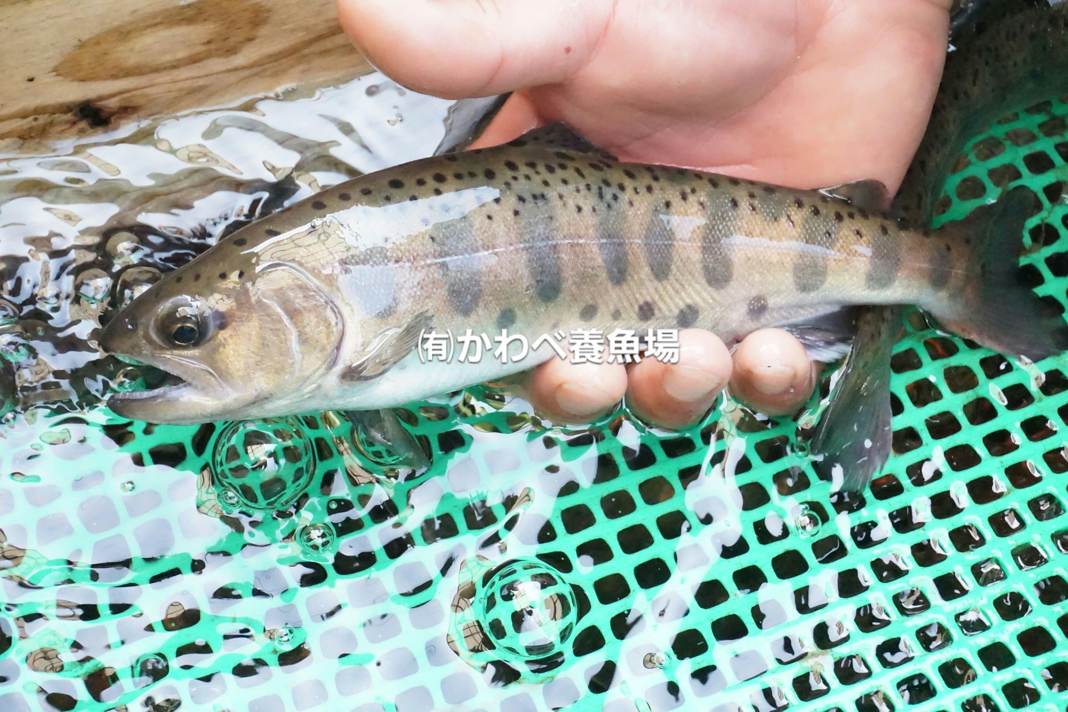 阿蘇から届くまぼろしの魚 かわべの湧水やまめ 老舗旅館お墨付き 10匹 農家漁師から産地直送の通販 ポケットマルシェ