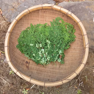 スーパーフード モリンガ生葉150g(農薬不使用)