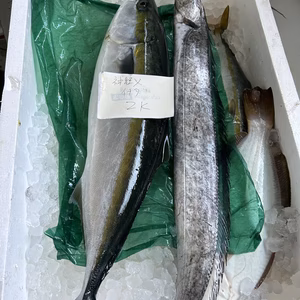 本日水揚げ❗️ 滅多に取れないカタナ（タチウオ）とイナダ